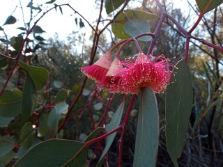 Jarrahdale Jaunt - 2